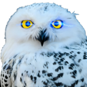 OwlMail voice email assistant icon